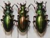 Carabus auratus lasserei
